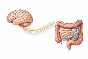 How stress reaches your gut